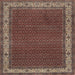 Square Traditional Camel Brown Persian Rug, tr961