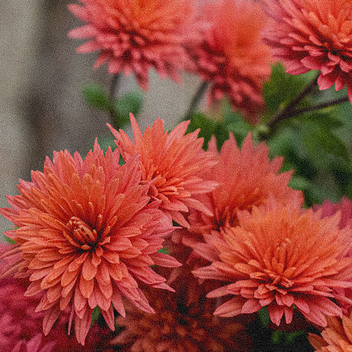 Ahgly Company Indoor Rectangle Plants Flower Area Rugs, 8' x 12'