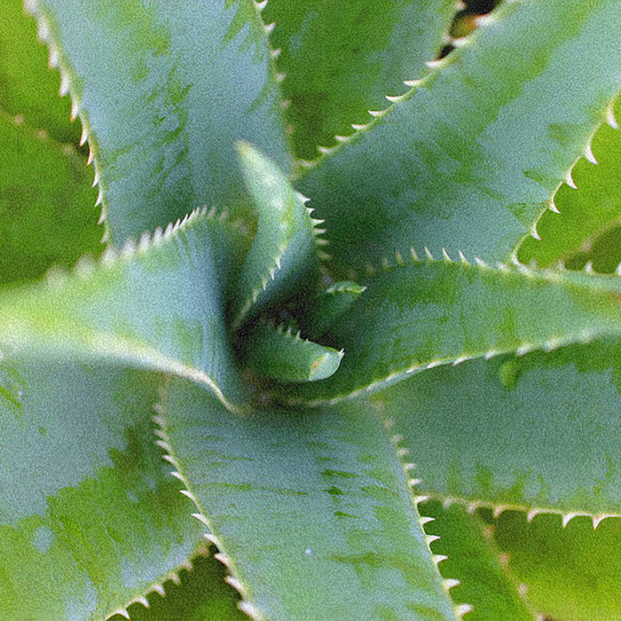 Ahgly Company Indoor Rectangle Plants Leaves Area Rugs, 8' x 12'